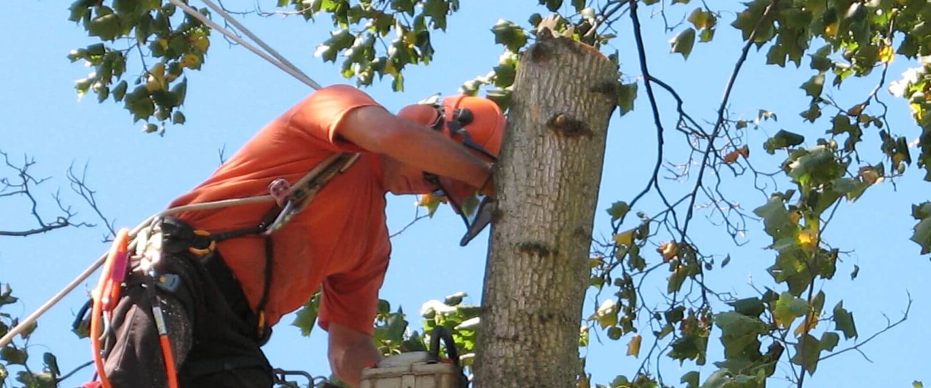 Professional Tree Cutting Services