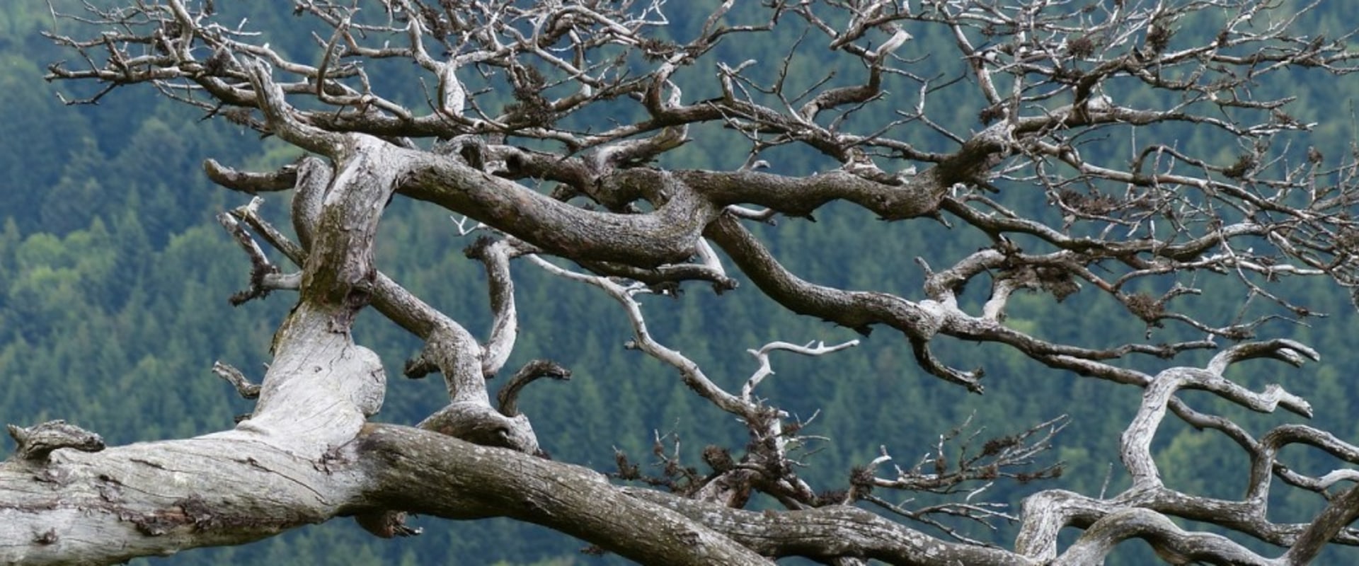 Deadwood Pruning: Everything You Need to Know