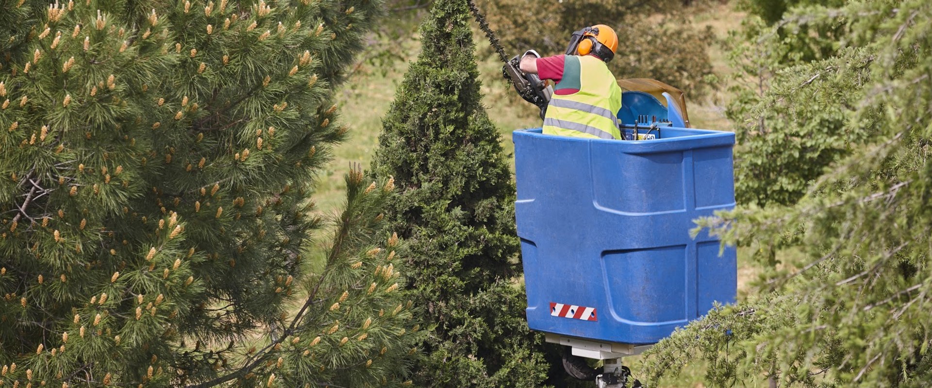 Tree Trimming: All You Need to Know