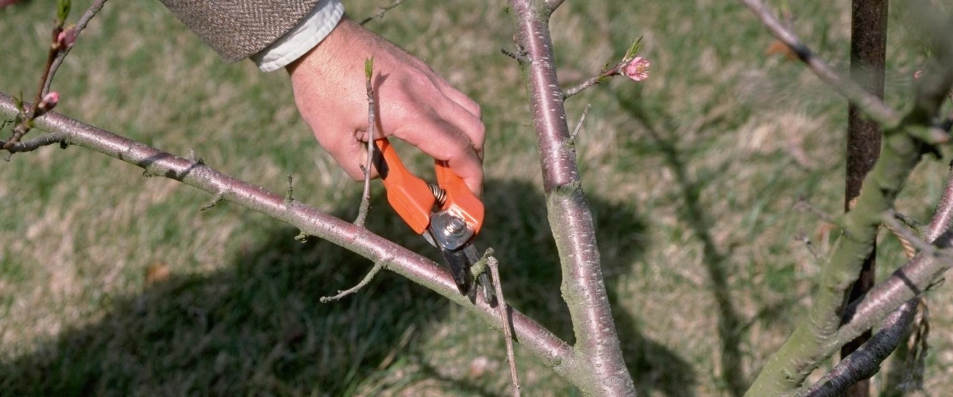 Pruning Techniques for Trees