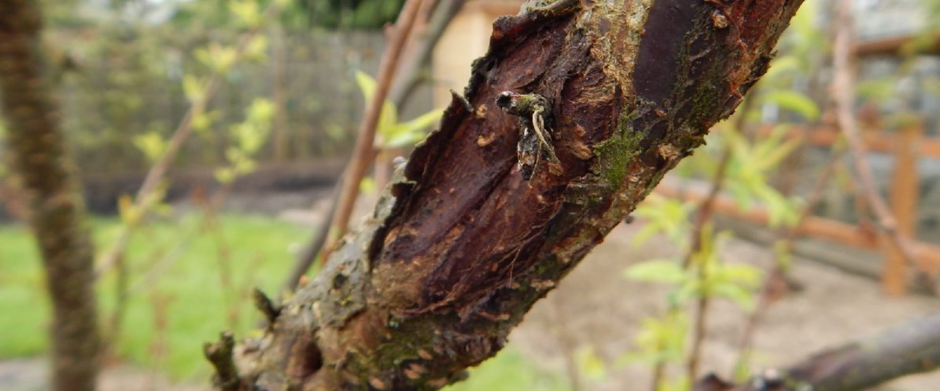 Preventative Measures for Pests and Diseases on Trees