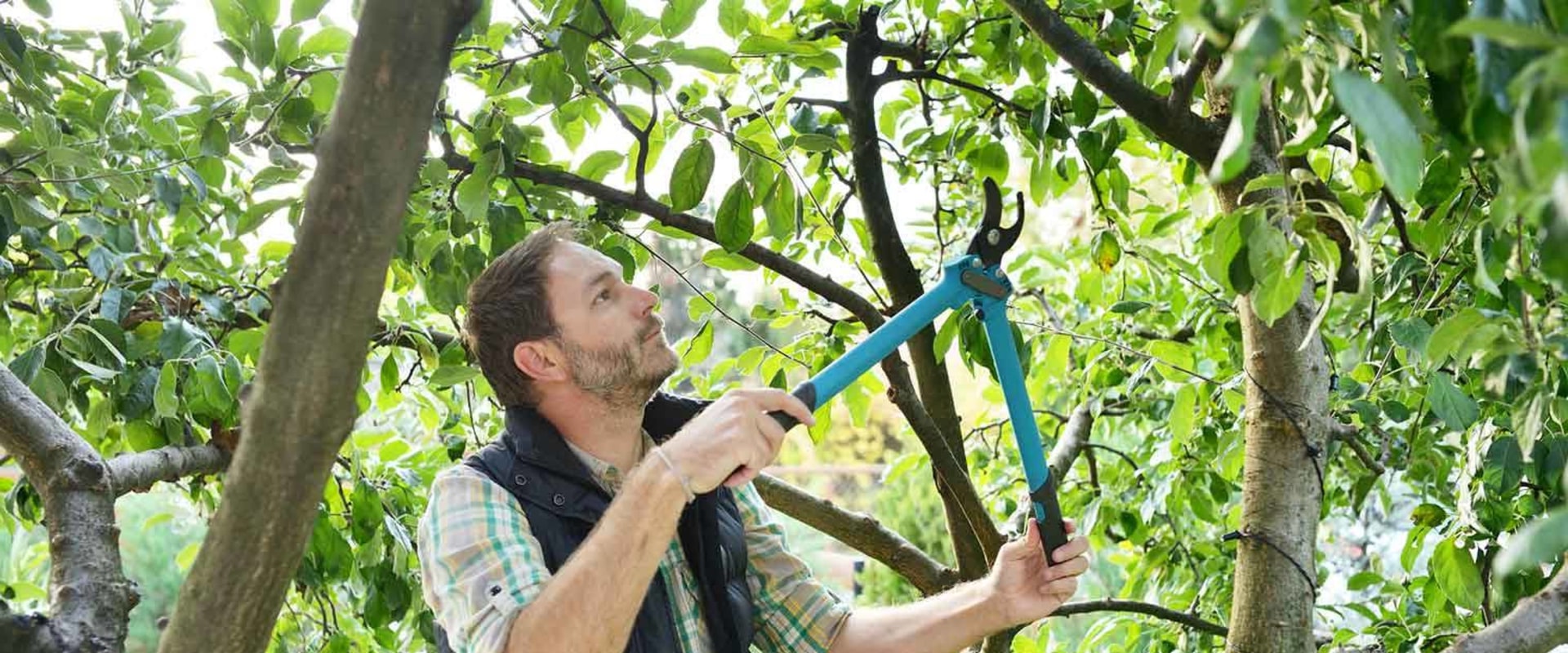Crown Reduction Pruning: What You Need to Know