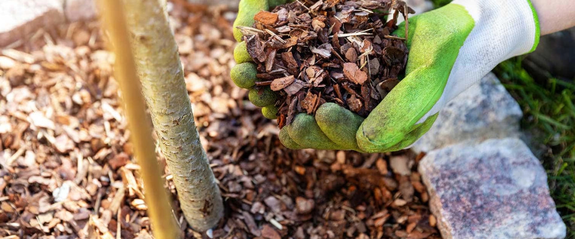 Best Practices for Mulching Trees