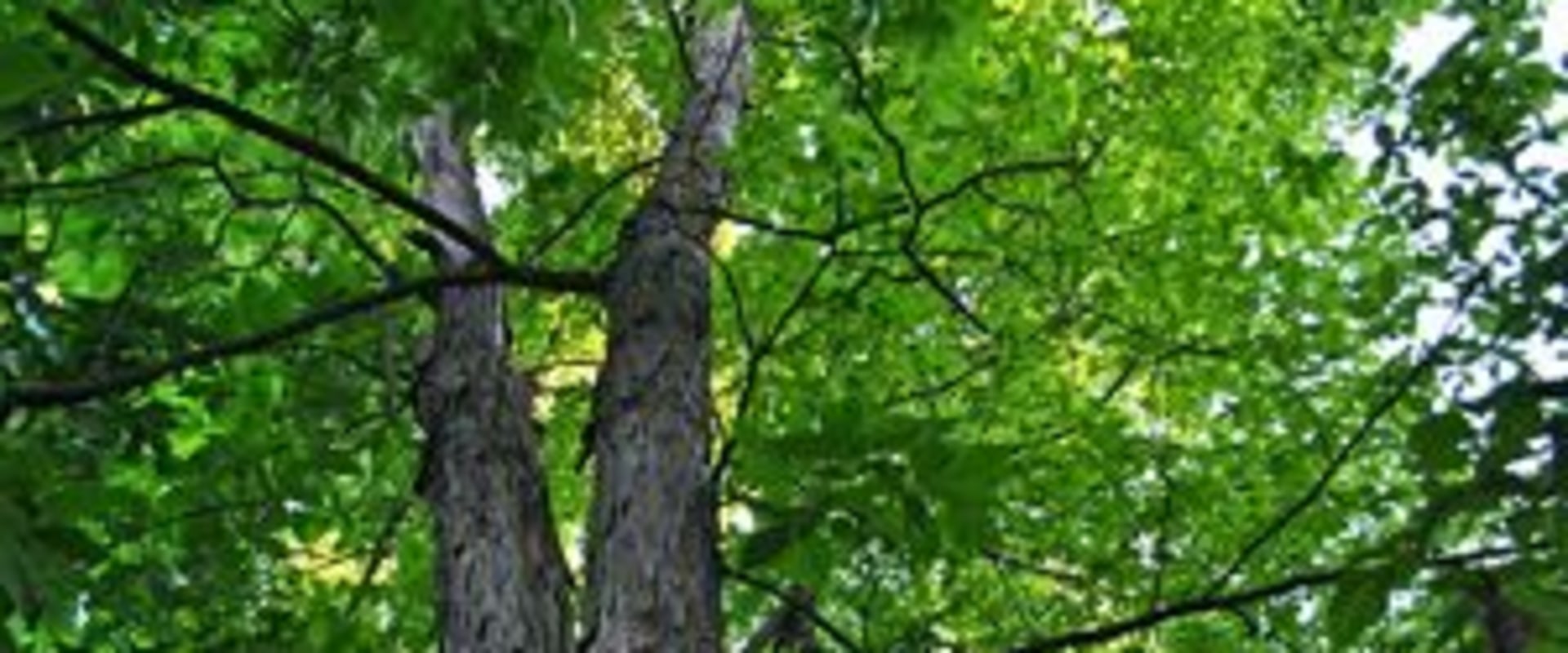 Identifying Healthy Trees
