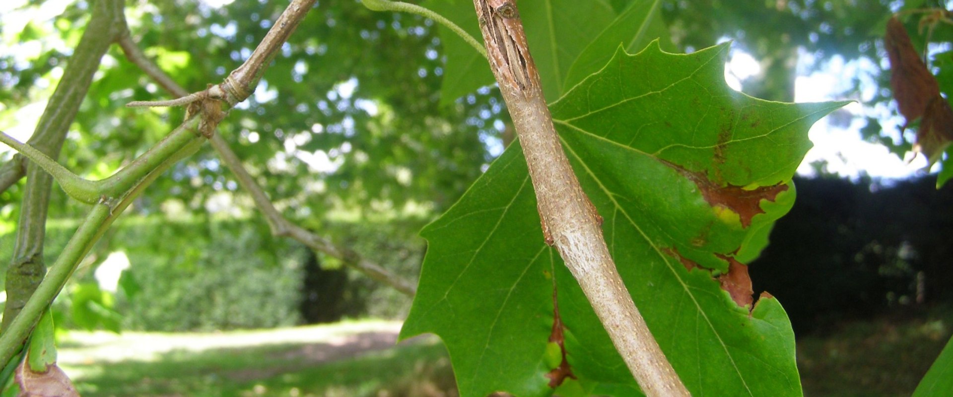 Common Diseases in Trees: A Comprehensive Overview