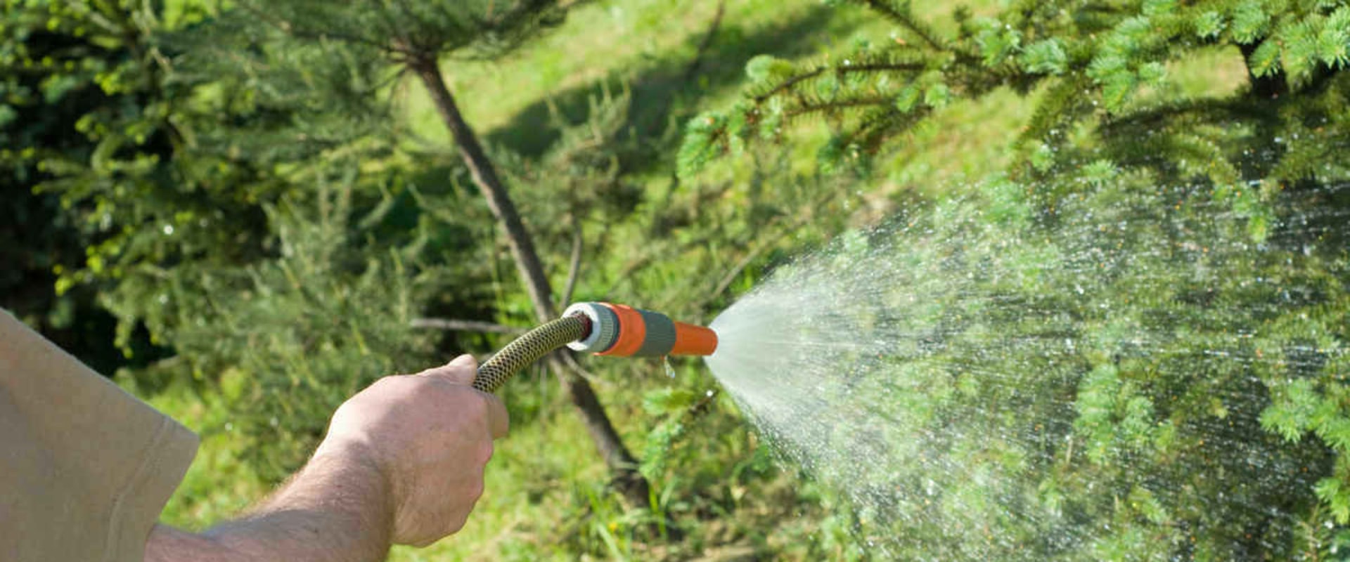 Watering Frequency for Trees: A Comprehensive Guide