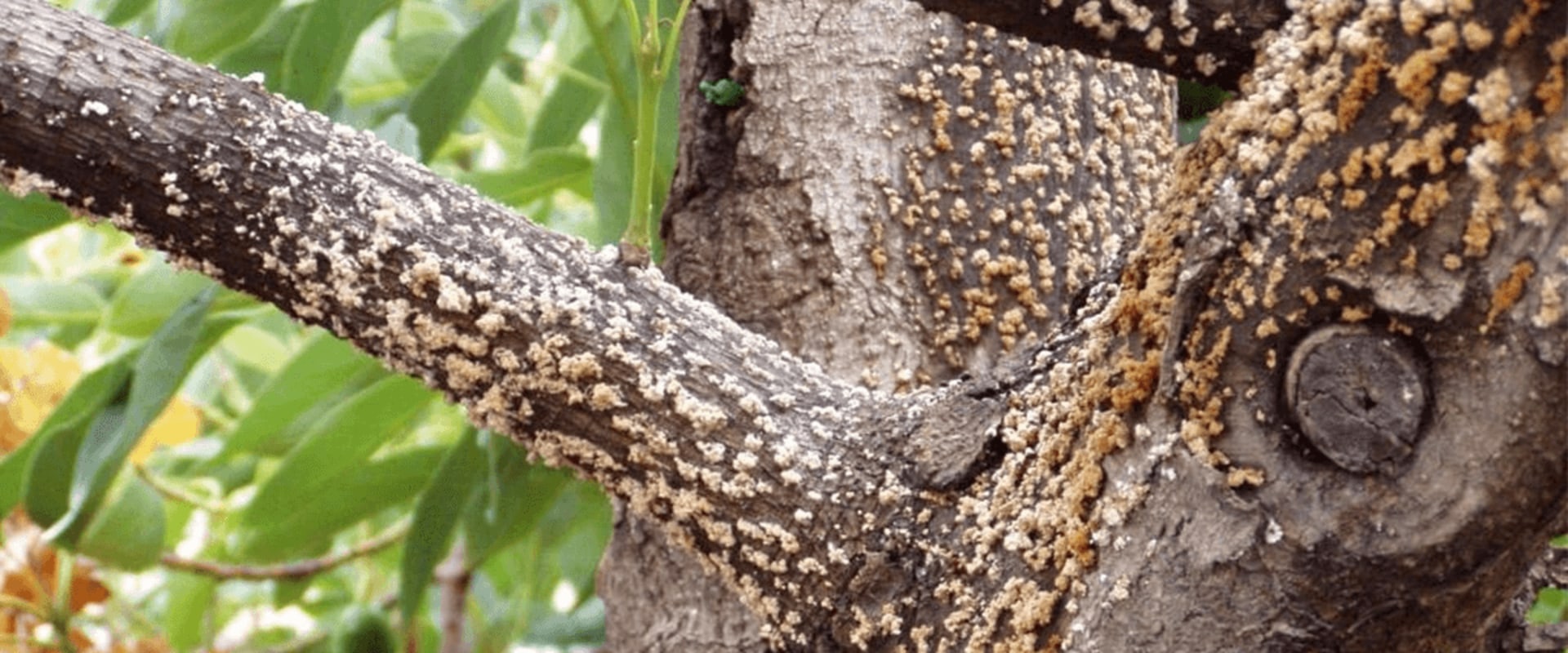 Treating Pests and Diseases on Trees