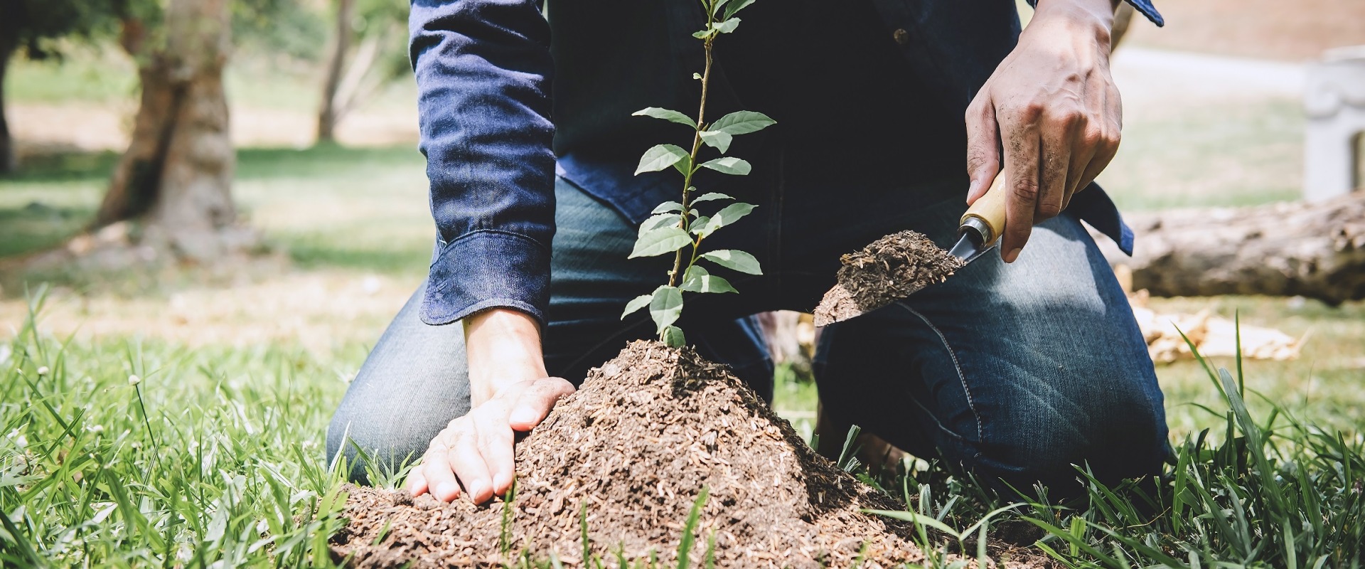 Tree Planting Safety Tips