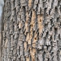 Common Signs of Healthy Trees