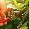 Tree Pruning Best Practices