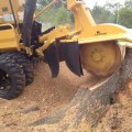 Stump Grinding Services: What You Need to Know