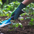 Best Practices for Watering and Fertilizing Trees