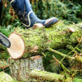 Tree Cutting Safety Tips