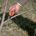 Pruning Techniques for Trees
