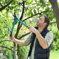 Crown Reduction Pruning: What You Need to Know
