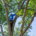 Tree Removal Best Practices
