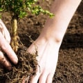 The Benefits of Using Commercial Tree Planting Services