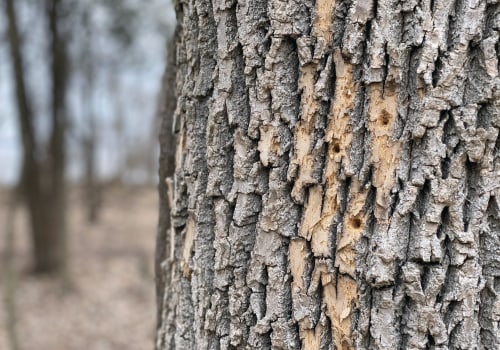 Common Signs of Healthy Trees