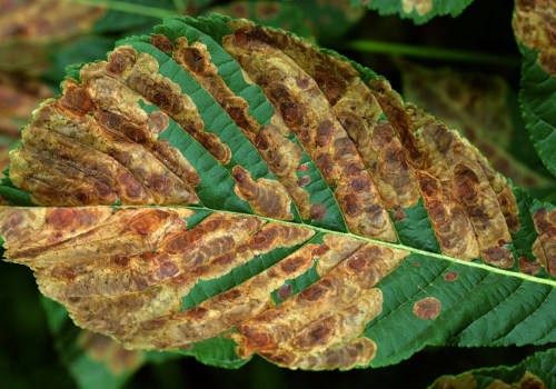 Identifying Pests and Diseases on Trees