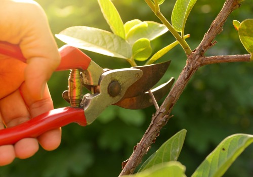 Tree Pruning Best Practices