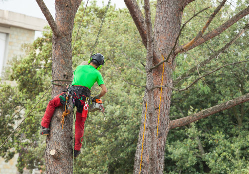 Tree Trimming Techniques