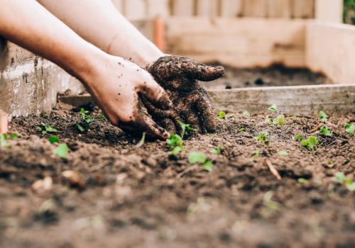 Soil Preparation Tips for Tree Planting Services