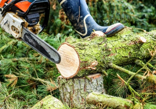 Safety Precautions for Tree Removal