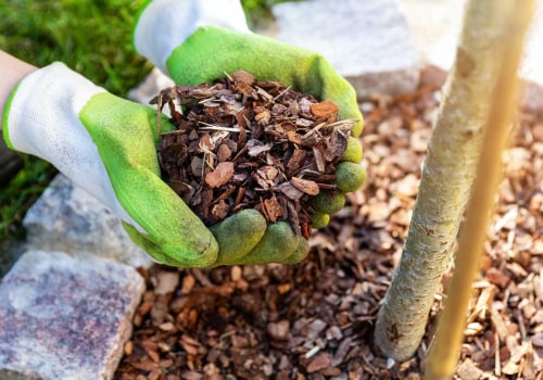 Best Practices for Mulching Trees