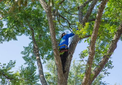 Tree Removal Best Practices
