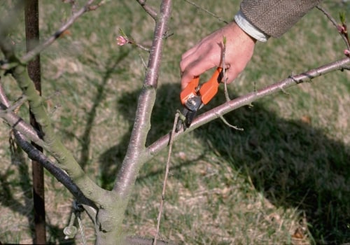 Tree Pruning Techniques