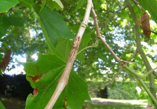 Common Diseases in Trees: A Comprehensive Overview