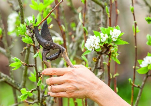 Pruning Overgrown Trees: A Guide