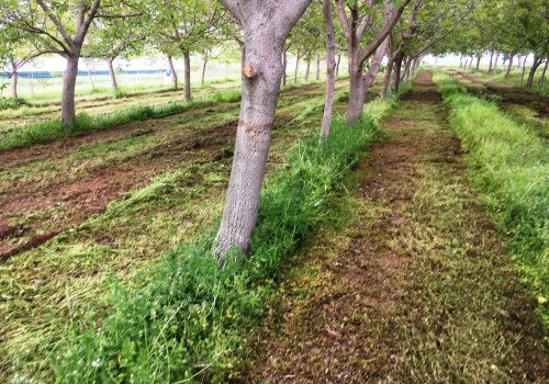 Soil Needs for Healthy Trees: A Comprehensive Overview