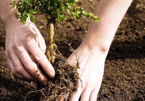 The Benefits of Using Commercial Tree Planting Services